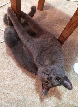 catstripsml